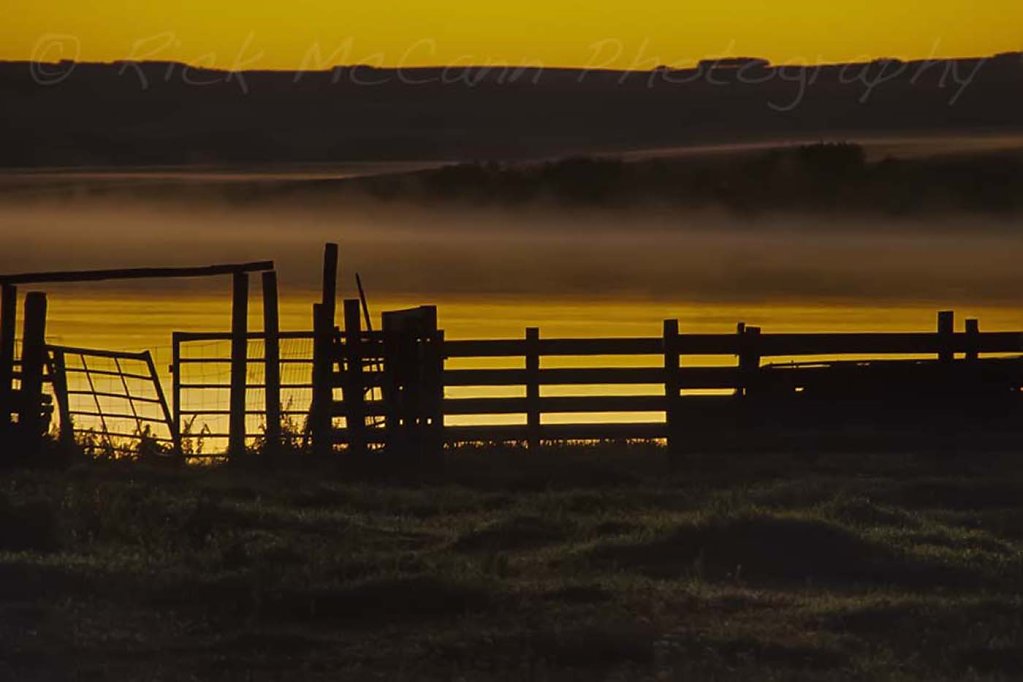 Morning Fence Line