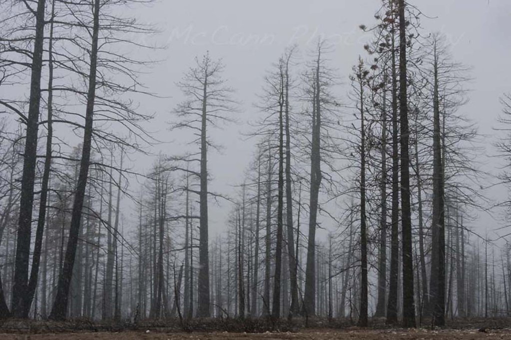 Yellowstone Forest Fire