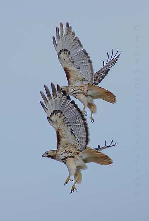 Mirror Image in Flight