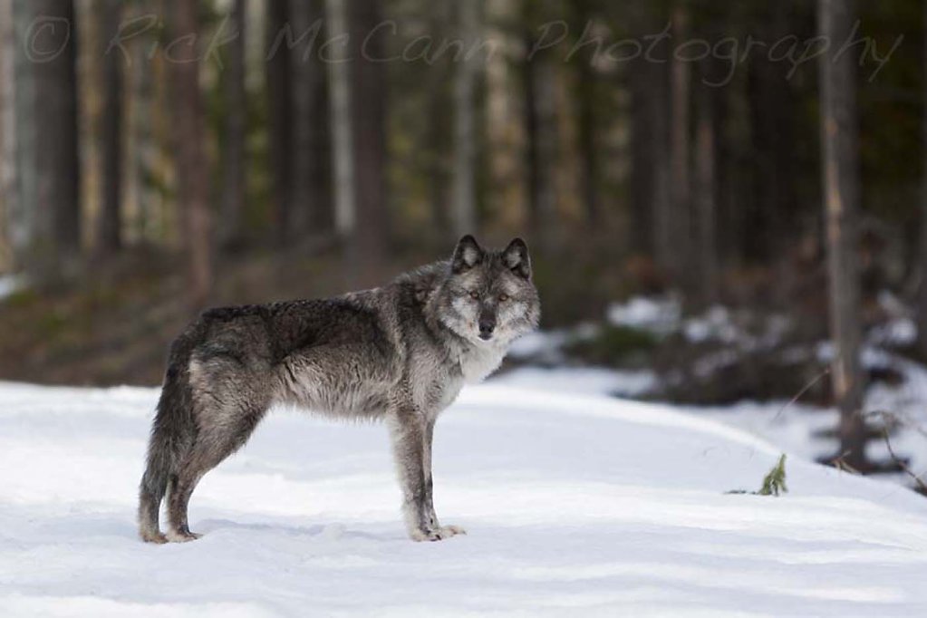 Grey Wolf Watching