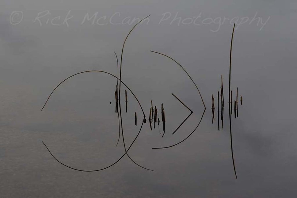 Reed Reflection 2