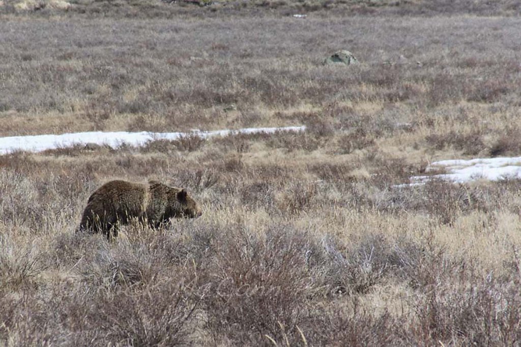 Grizzly in Yellowstone