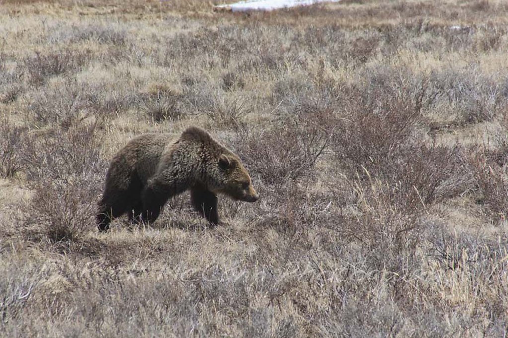 Grizzly on the Move