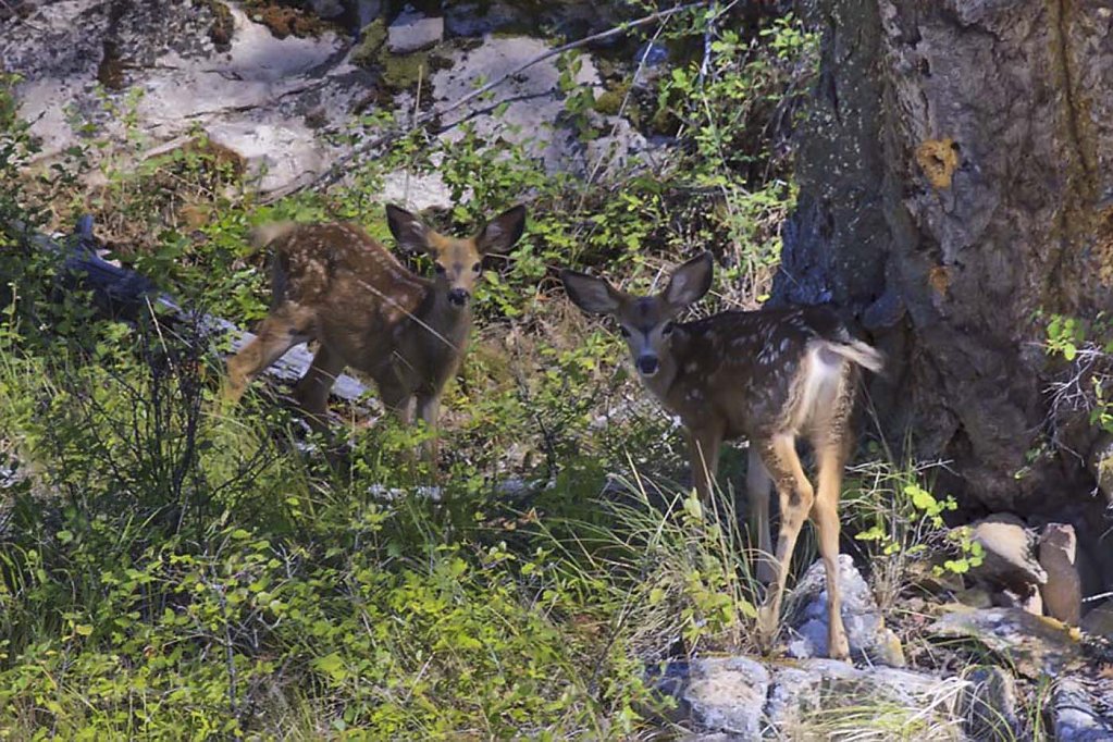 Mule Deer Fawns