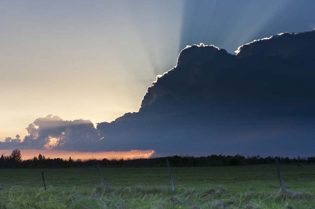 Sunset Elephant