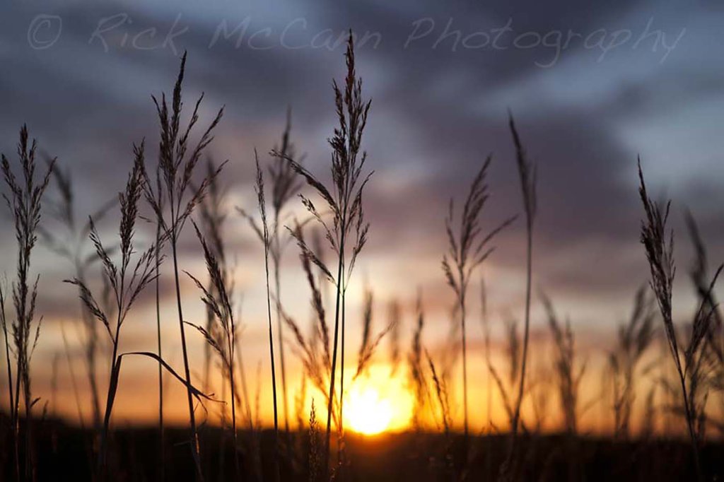 Sunset Grass