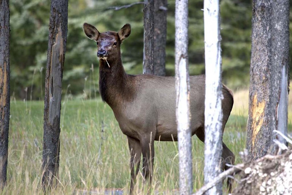 Yearling Watching