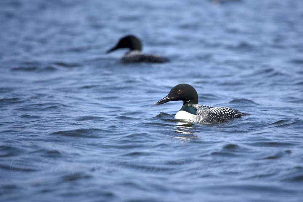 Common Loon Besnard Lake Sk